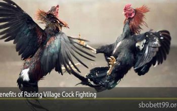 Benefits of Raising Village Cock Fighting
